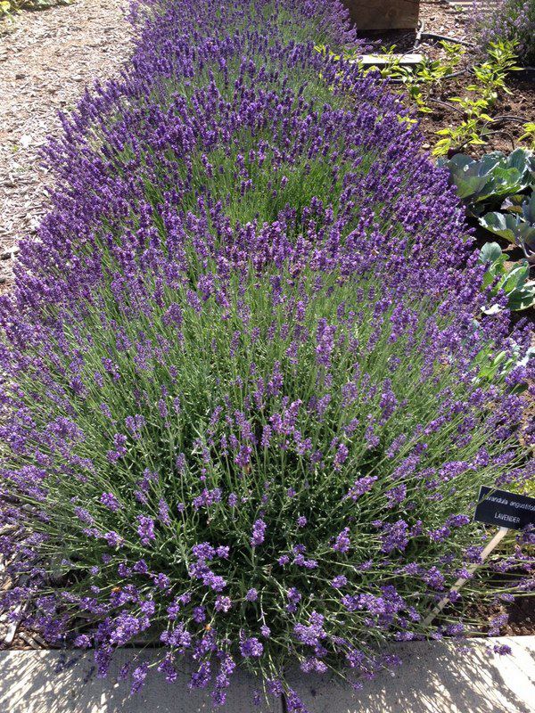 Lavandula angustifolia 'Hidcote' - Hidcote English Lavender