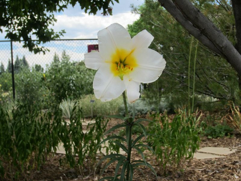Lilium regale - White Trumpet Lily, Regal Lily