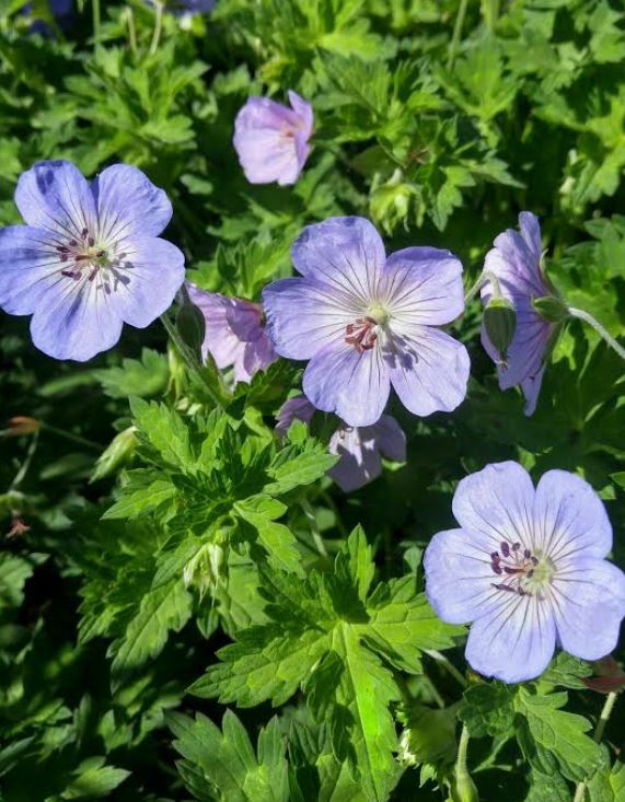 Geranium 'Azure Rush' - Azure Rush Cranesbill, Hardy Geranium