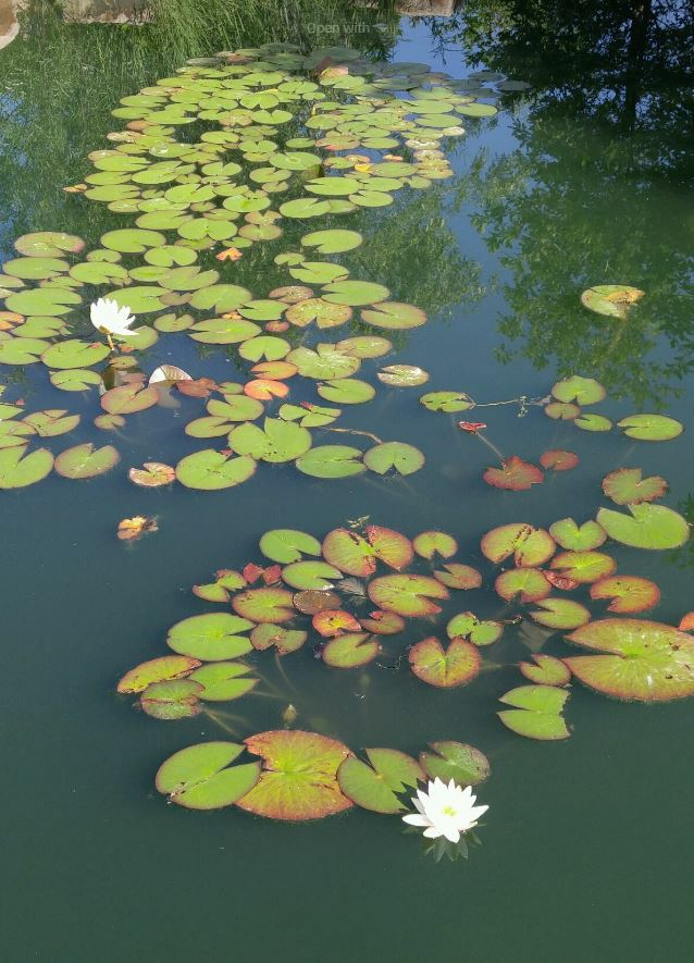 Nymphaea cv. (unknown) - Hardy Waterlily