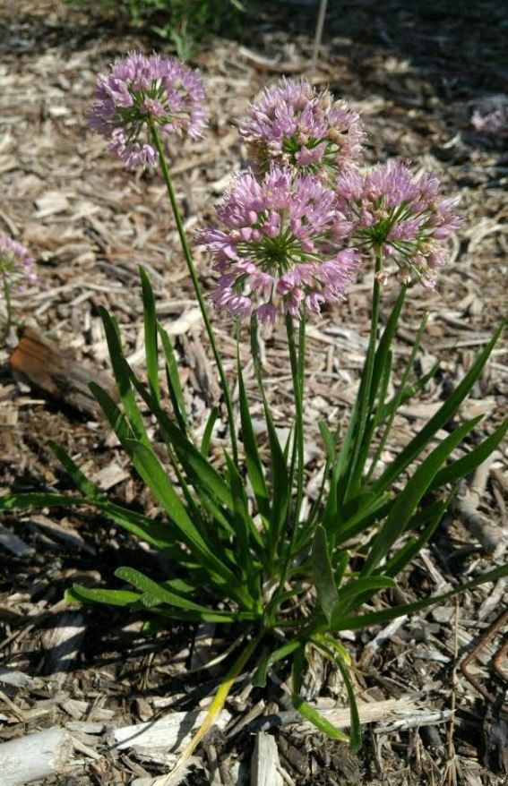 Allium 'Millenium' - hybrid ornamental onion, Millenium Ornamental Onion