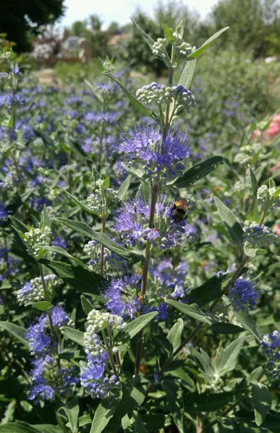 Caryopteris × clandonensis 'Dark Knight' - Dark Knight Blue Mist Spirea, Dark Knight Hybrid Bluebeard