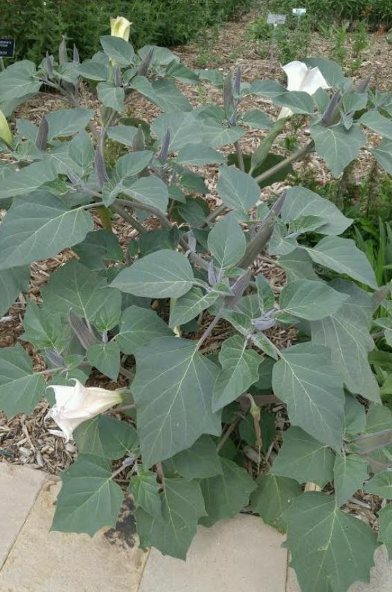 Datura wrightii - Sacred Datura, Southwestern Thornapple, Angel's Trumpet