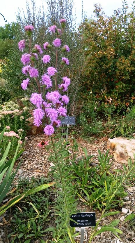 Liatris ligulistylis - Meadow Blazing Star, Rocky Mountain Gayfeather