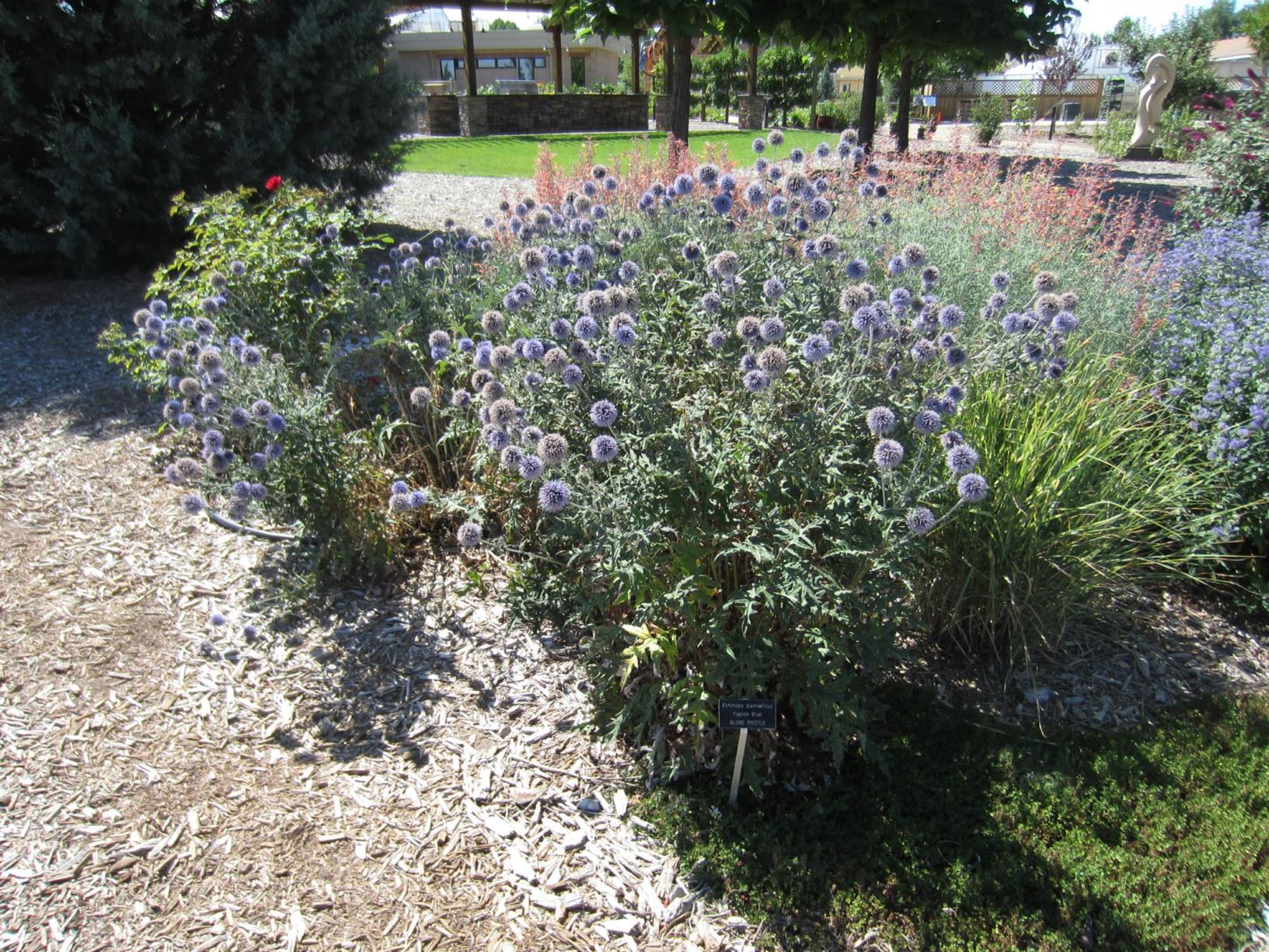 Echinops bannaticus 'Taplow Blue' - Globe Thistle