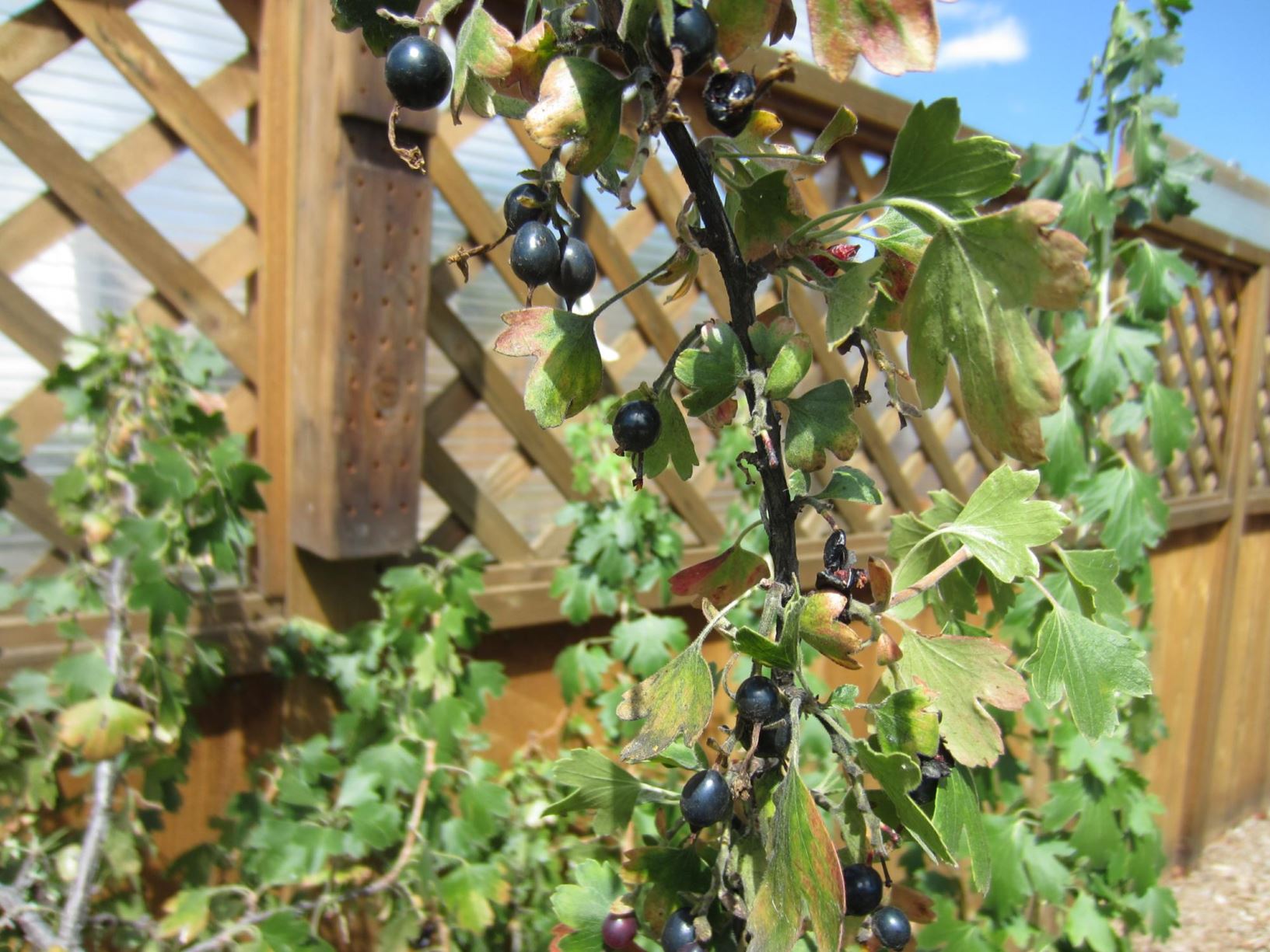 Ribes aureum 'Gwen's Buffalo' - Golden Currant, Clove Currant, Gwen's ...