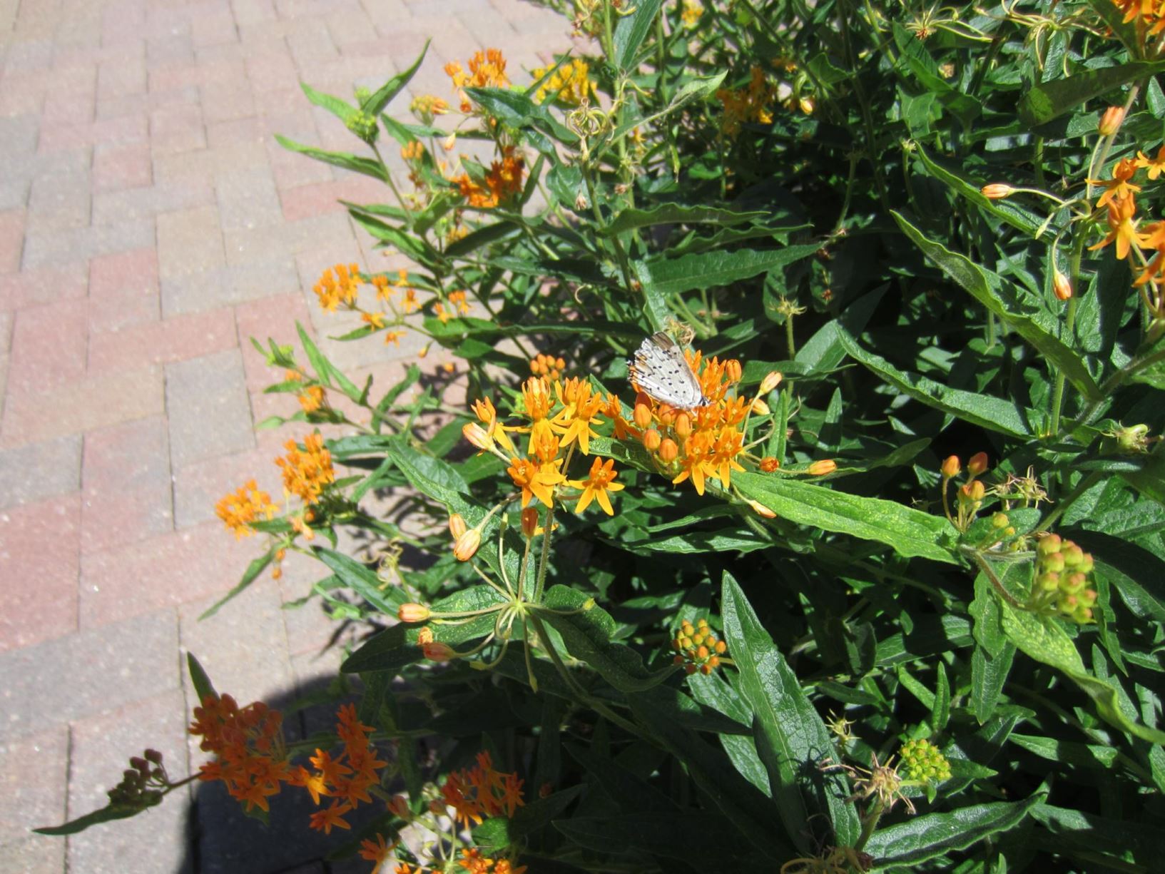 Asclepias tuberosa - Butterfly Weed