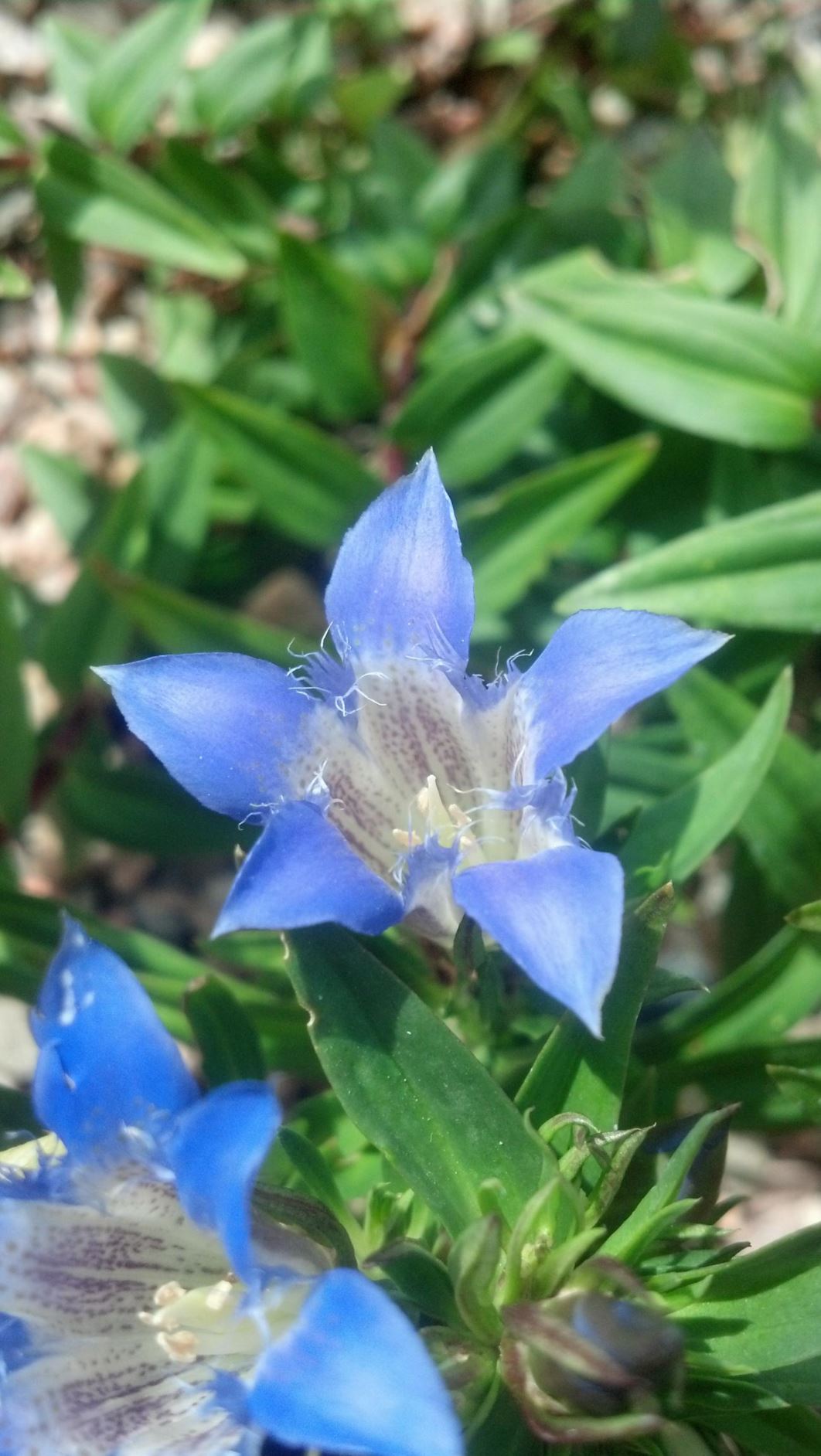 Gentiana paradoxa - Caucasian Gentian