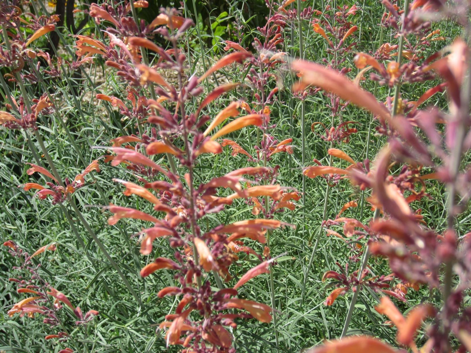 Agastache rupestris - Sunset Hyssop