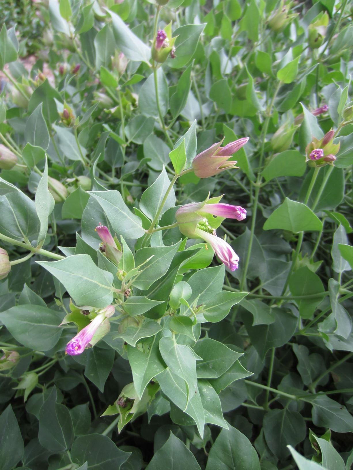 Mirabilis multiflora - Desert Four O'Clock, Showy Four O'Clock