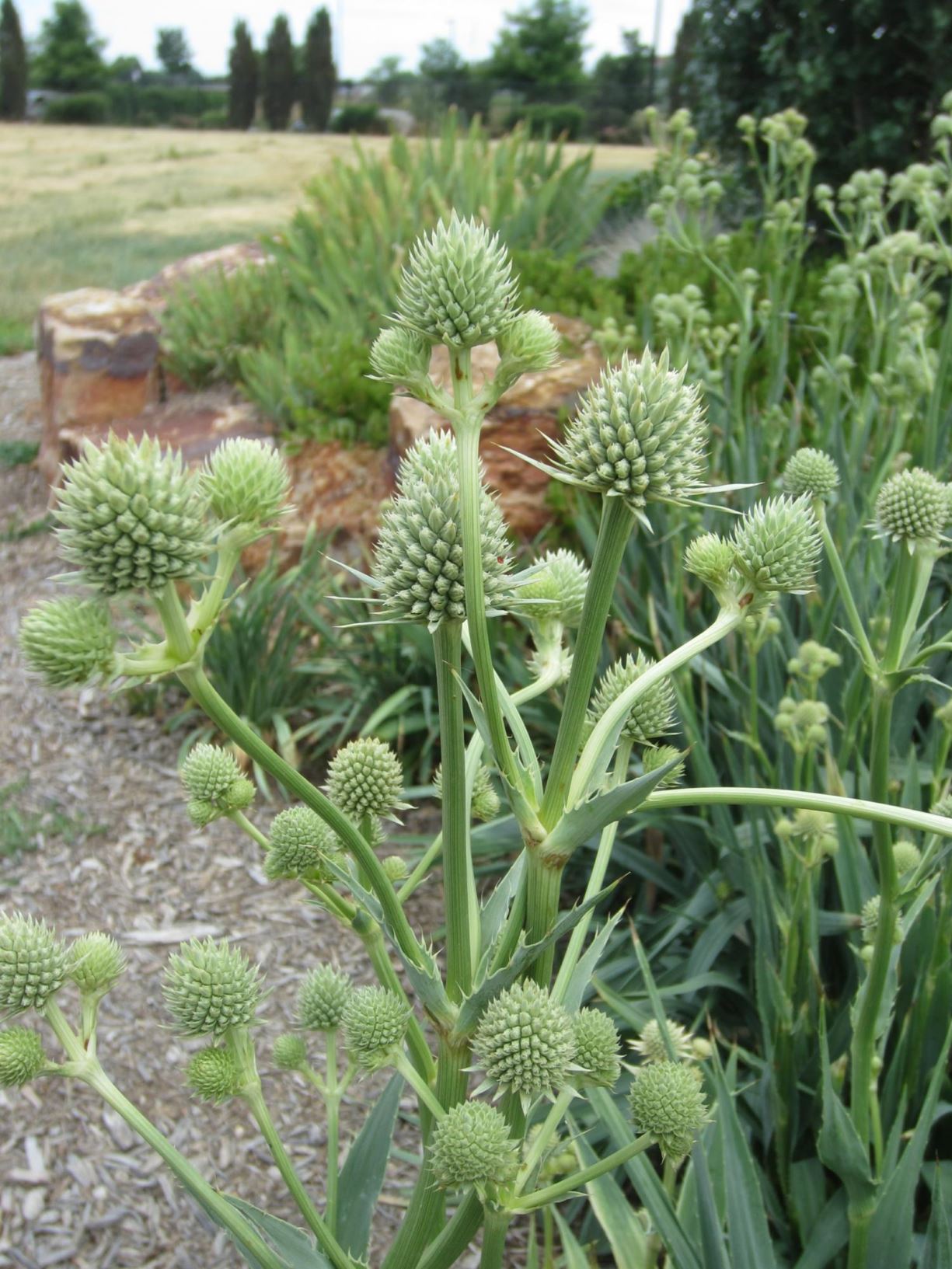 Eryngium yuccifolium - Rattlesnake-Master, Button Snake-root